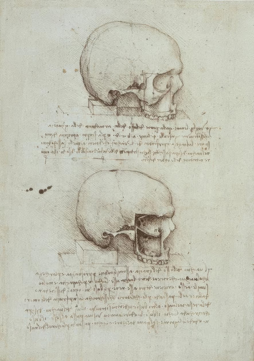 Studi di anatomia da Leonardo da Vinci