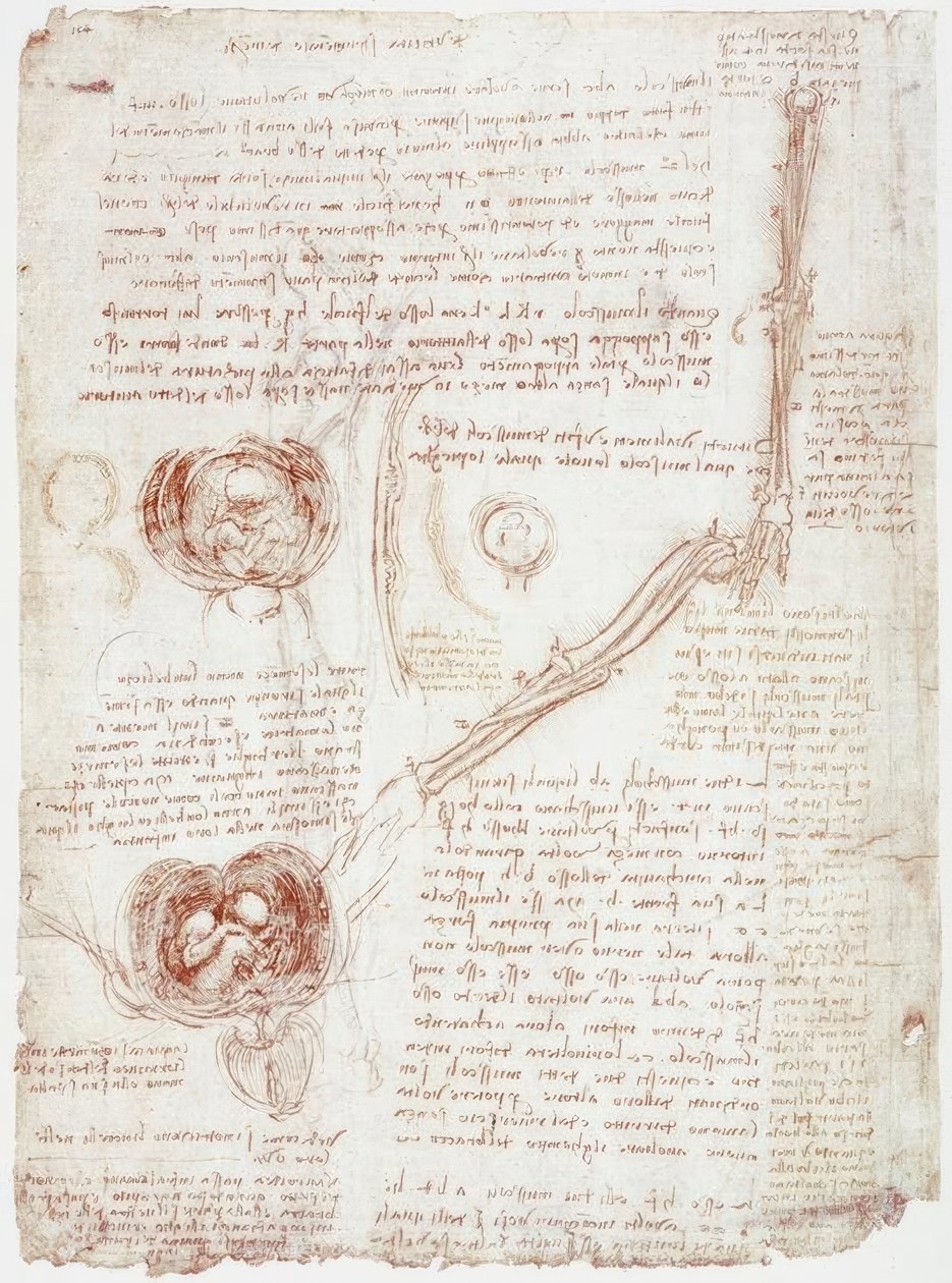 Studi anatomici: Movimento dell