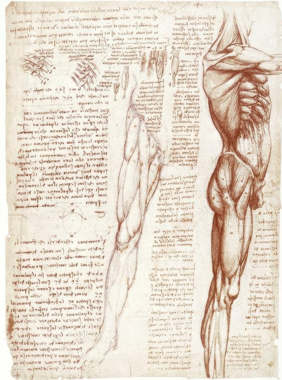 Studi anatomici: La muscolatura del tronco e delle gambe da Leonardo da Vinci