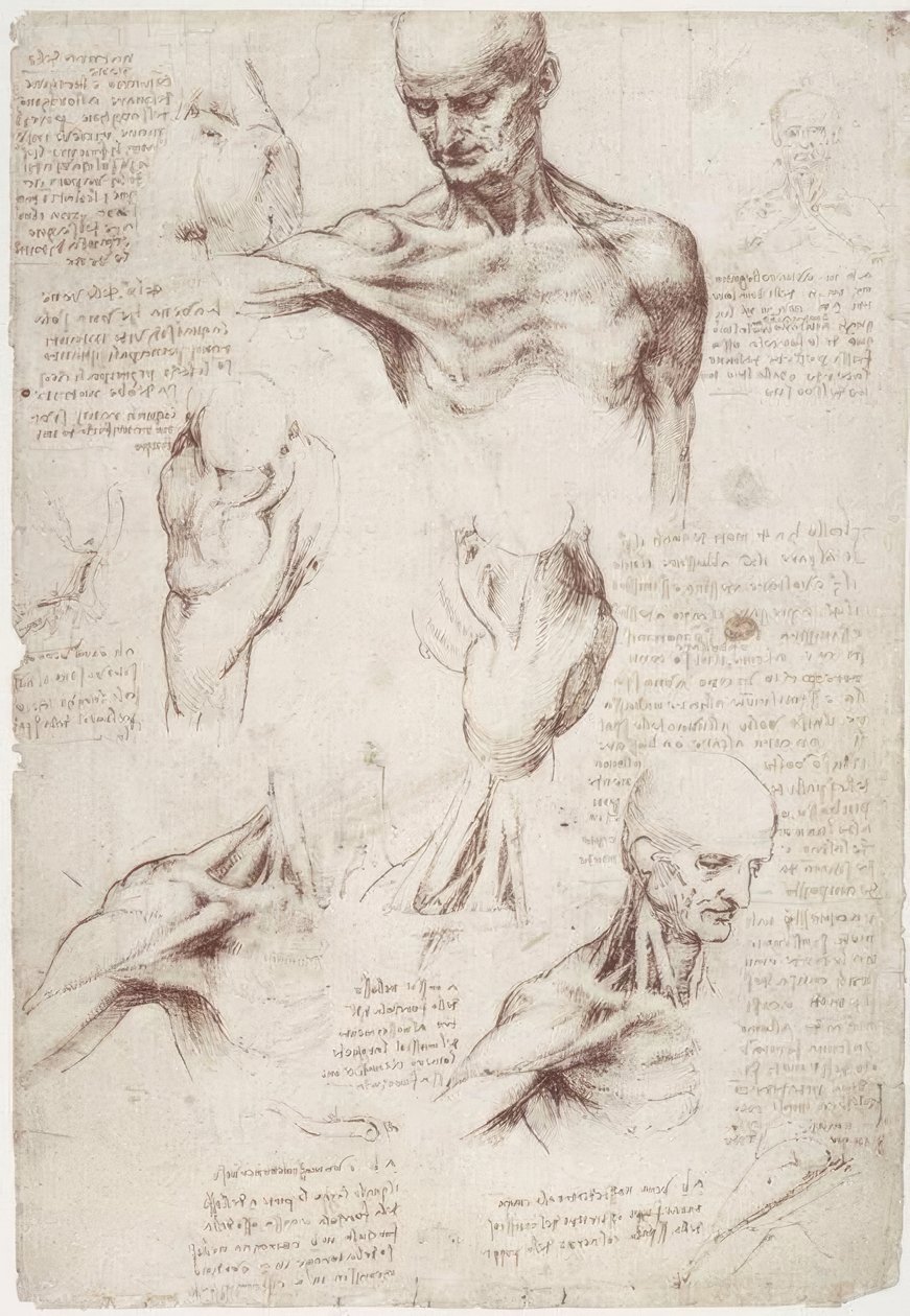 Studi anatomici: I muscoli superficiali del collo e della spalla da Leonardo da Vinci