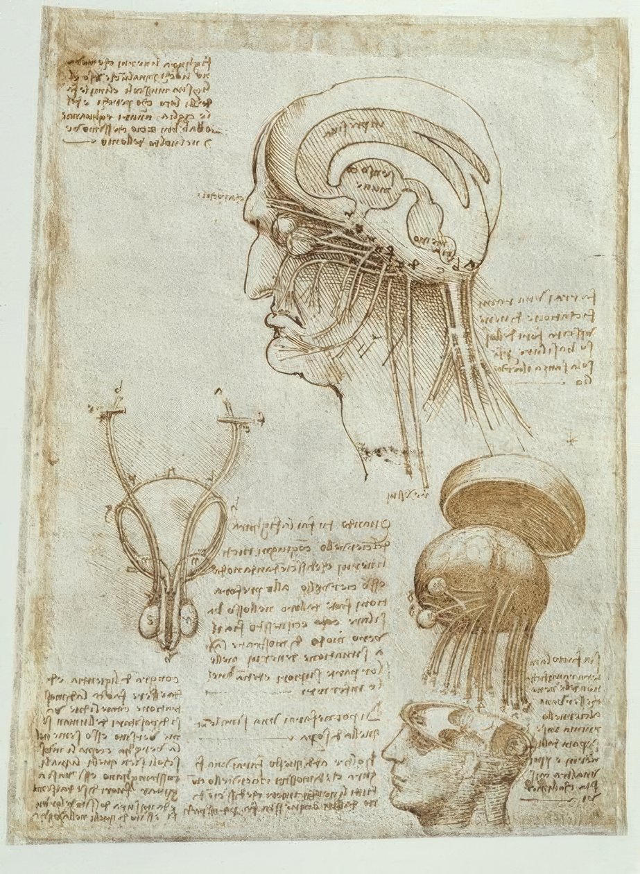 Studi anatomici: cervello, ventricoli cerebrali e nervi cerebrali / maschile da Leonardo da Vinci