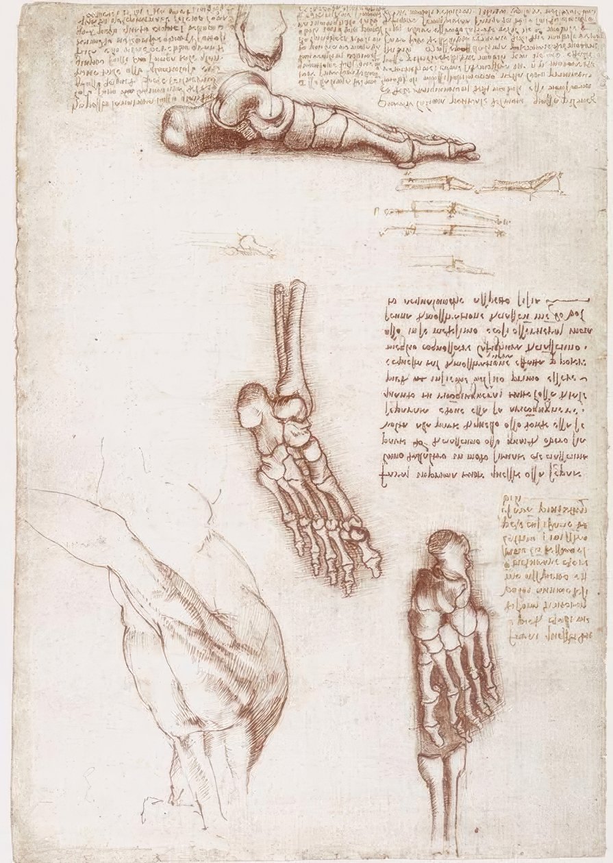 Studi di anatomia: anatomia superficiale della spalla / ossa del piede da Leonardo da Vinci