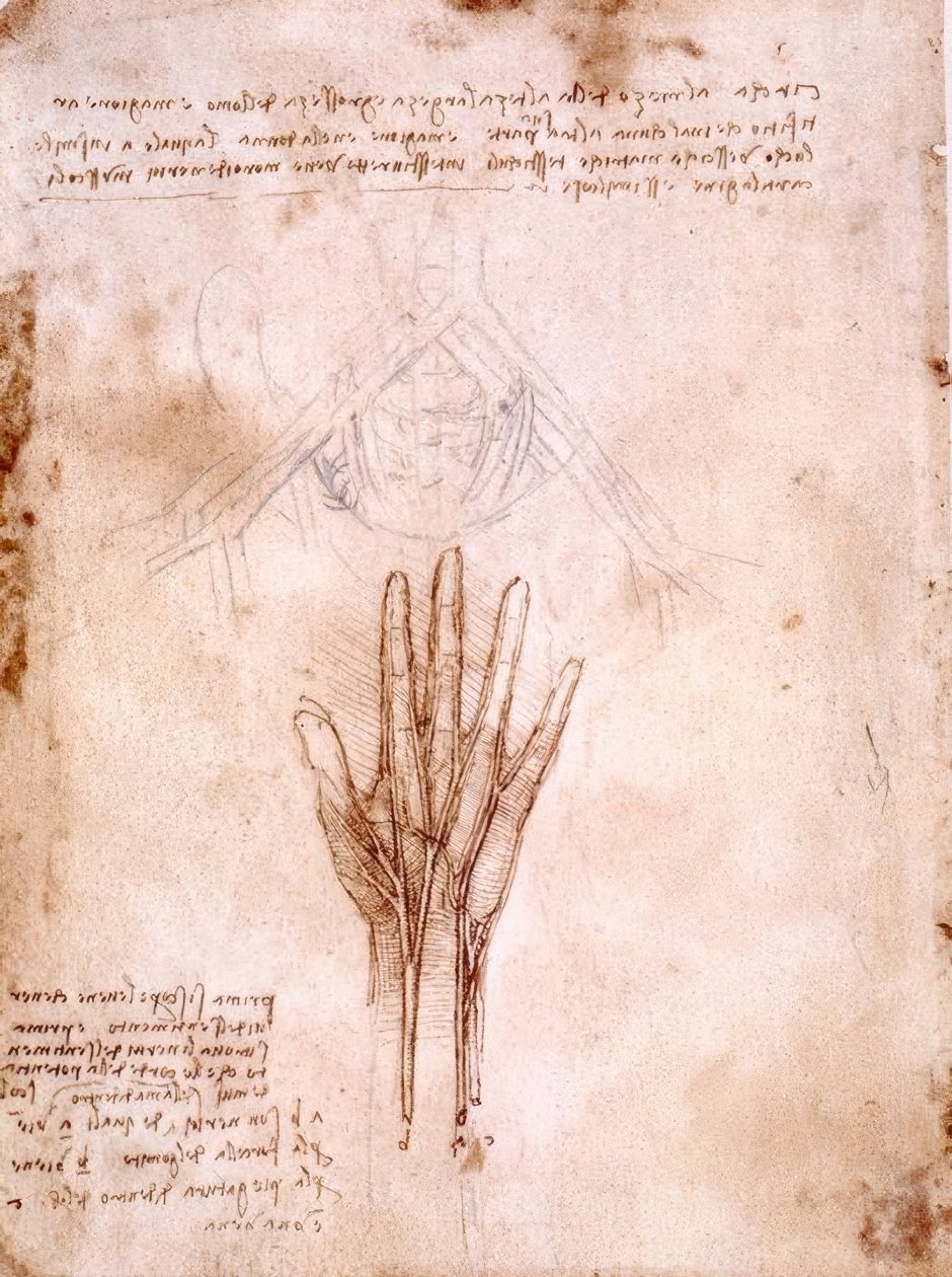 Studi di anatomia: Schizzo dei vasi pelvici da Leonardo da Vinci