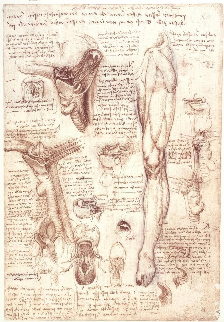 Studi di anatomia: lingua, faringe, laringe ed esofago da Leonardo da Vinci