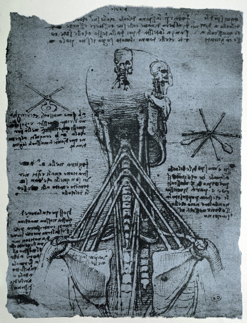 Struttura ossea del collo e della spalla umana, copia facsimile da Leonardo da Vinci