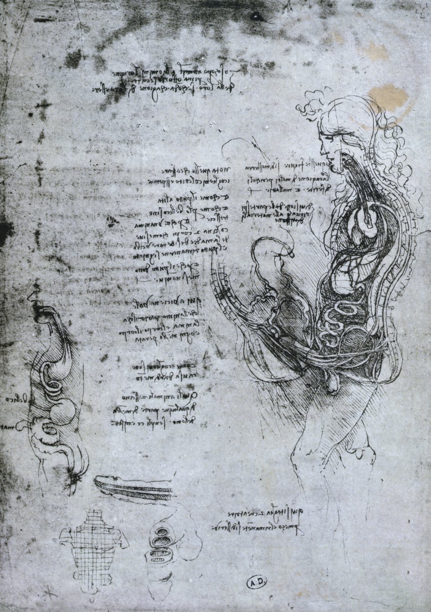 Coito di uomo e donna emisezionati, copia facsimile da Leonardo da Vinci
