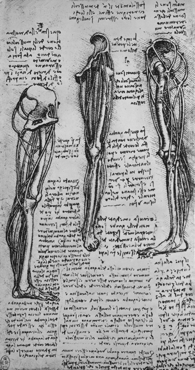 Disegni di una gamba sinistra che mostra ossa e tendini, c1480 1945 da Leonardo da Vinci