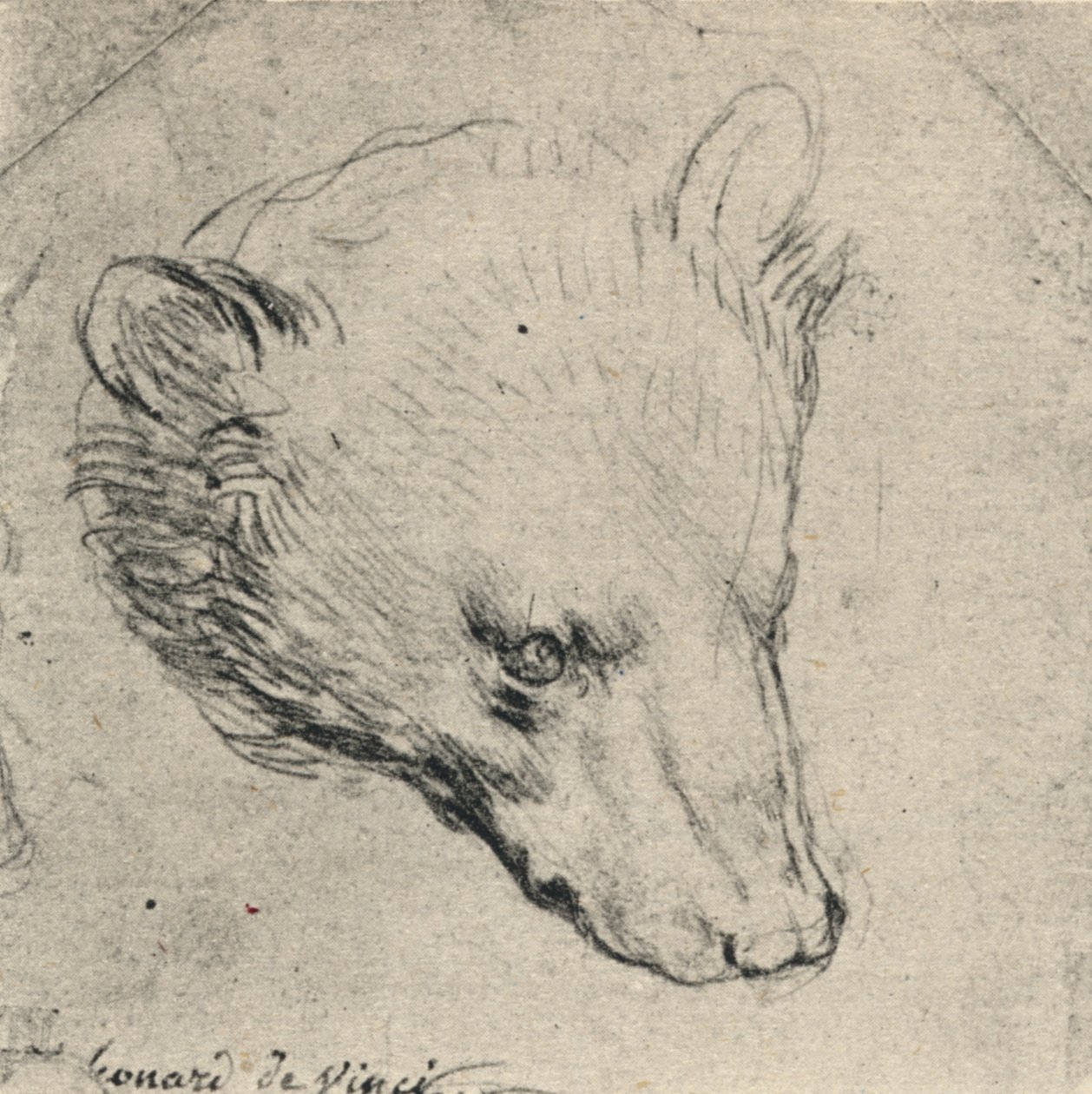 Testa di un orso, c1480 1945 da Leonardo da Vinci
