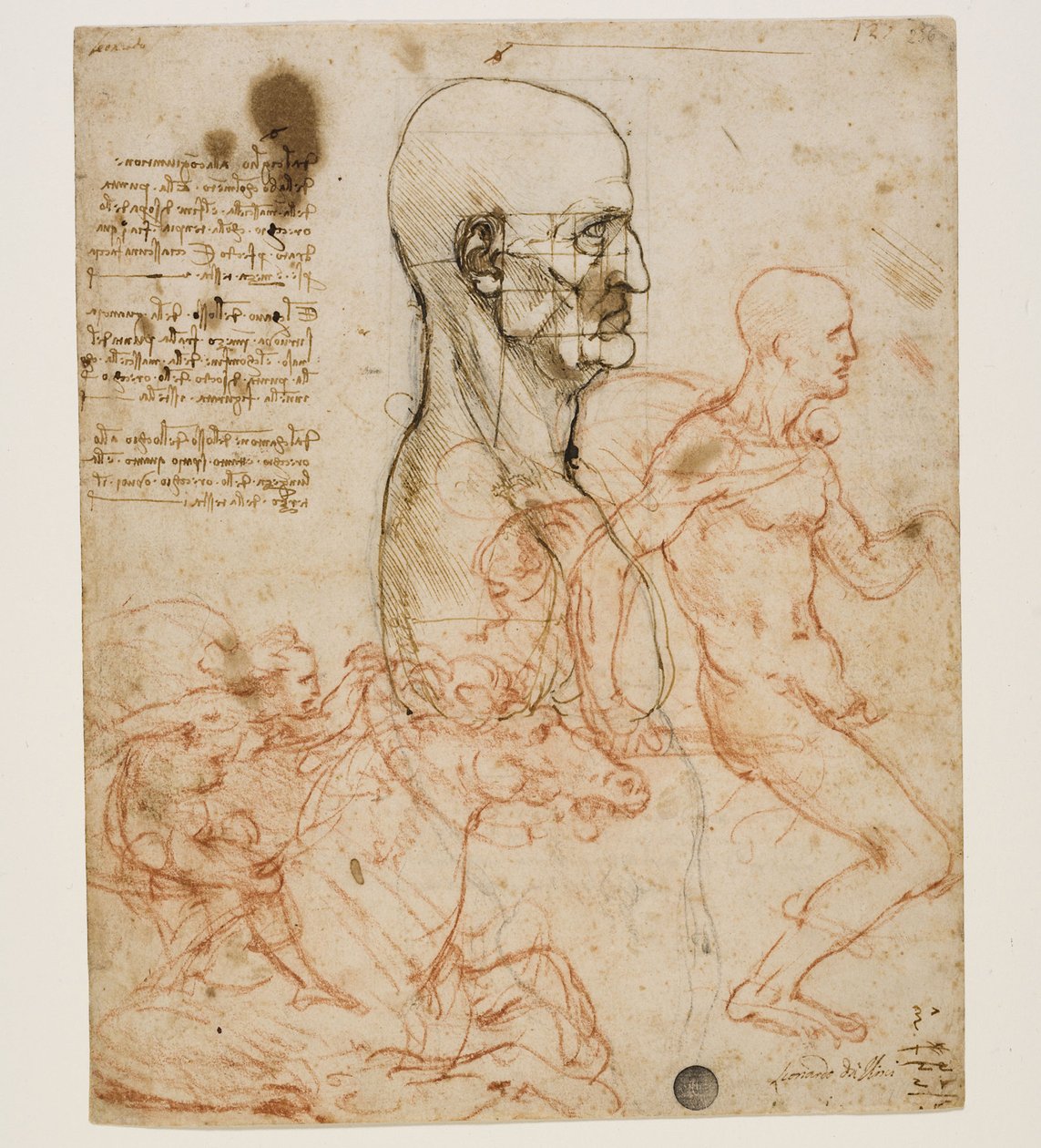 Busto umano di profilo con studio delle proporzioni, c. 1490-1499 da Leonardo da Vinci