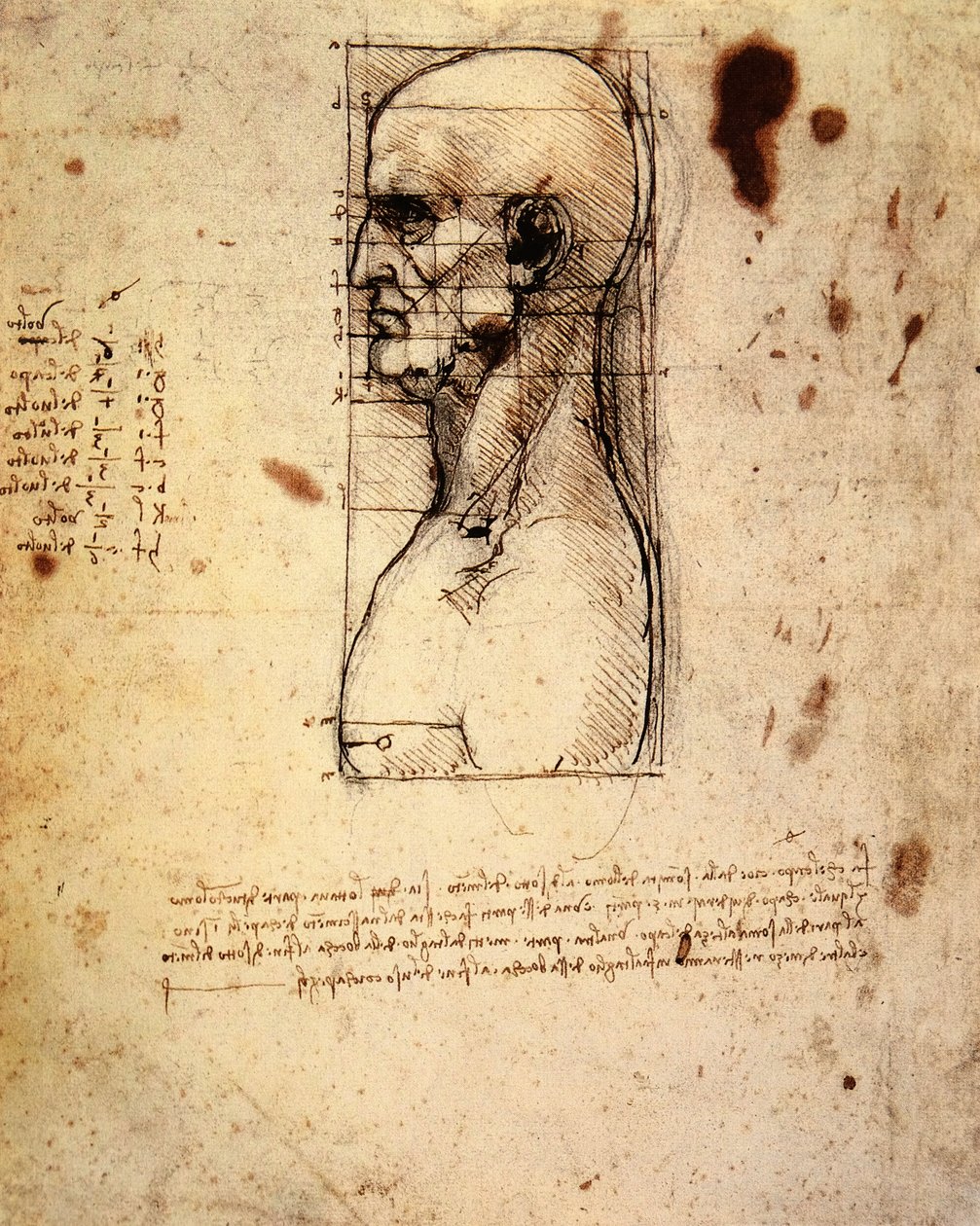 Testa maschile di profilo con proporzioni da Leonardo da Vinci