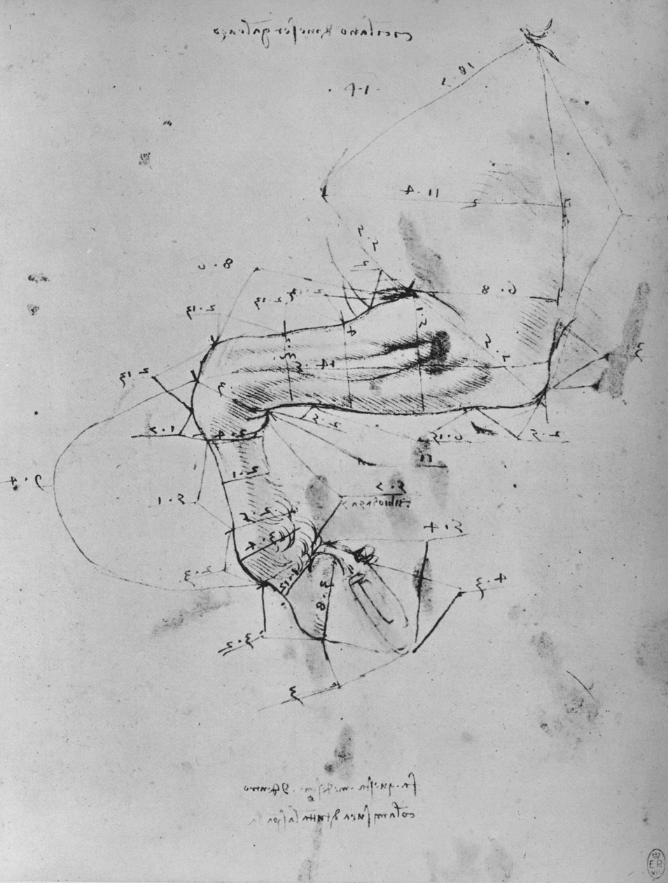Disegno misurato della zampa anteriore di un cavallo, c1480 da Leonardo da Vinci
