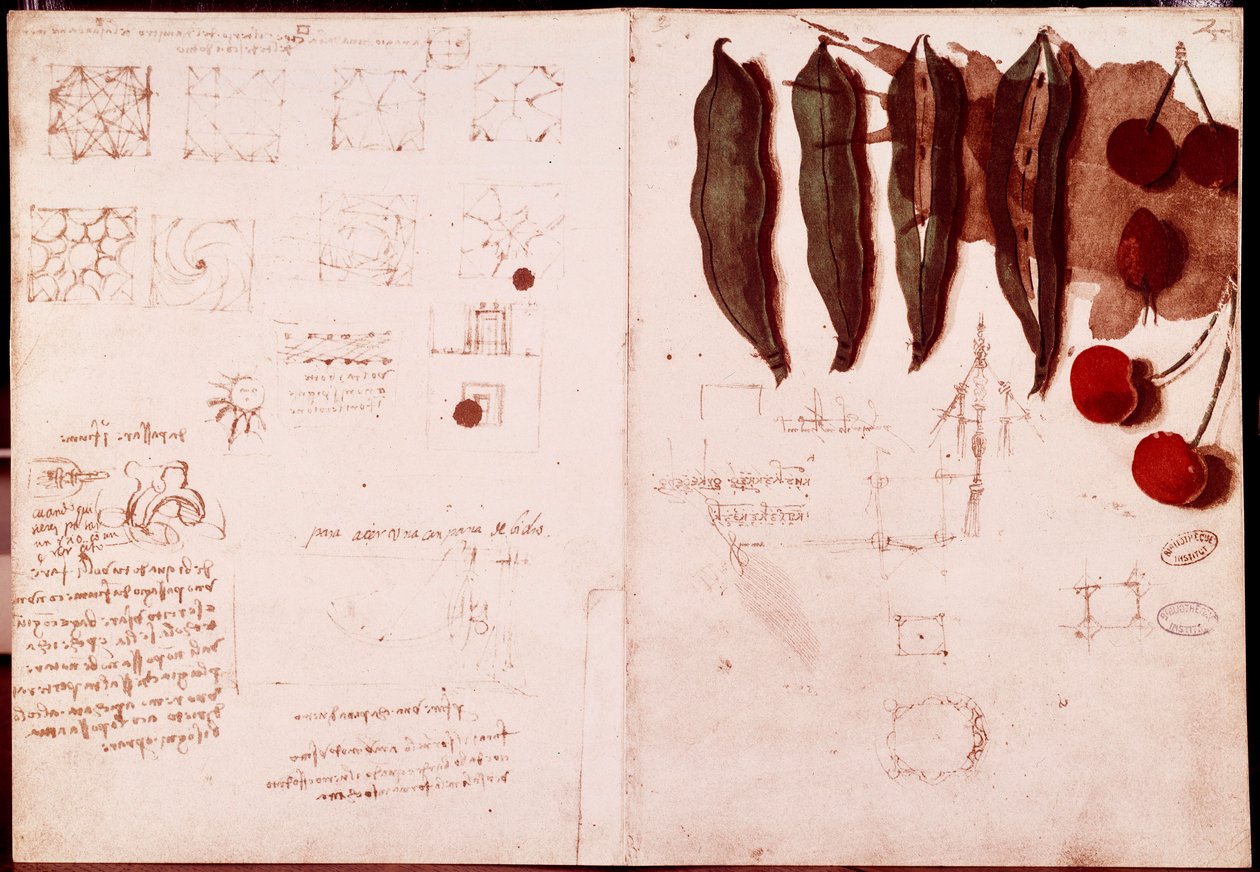 Note e schizzi di botanica e geometria da Leonardo da Vinci