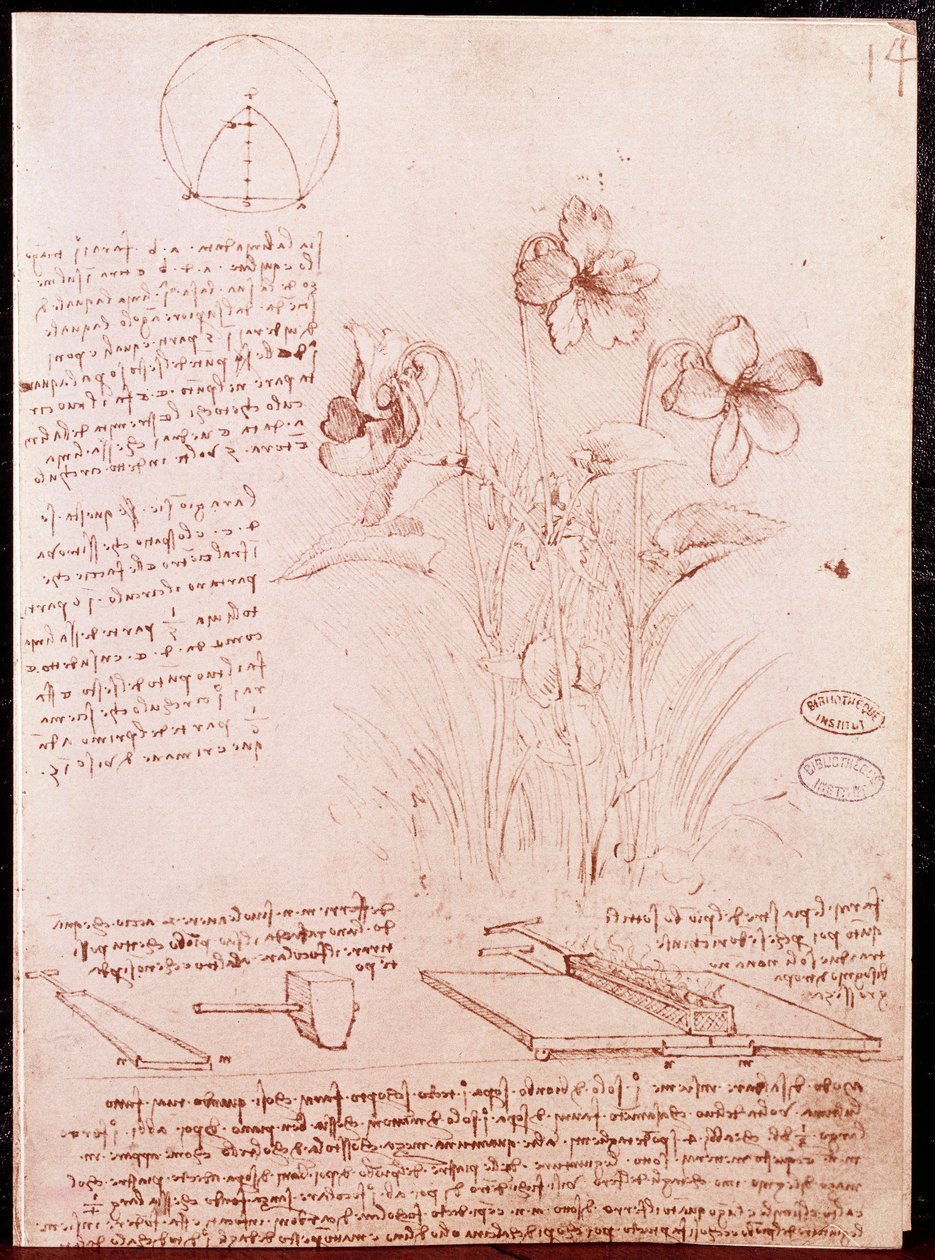 Note e schizzi di botanica e geometria: narciso da Leonardo da Vinci