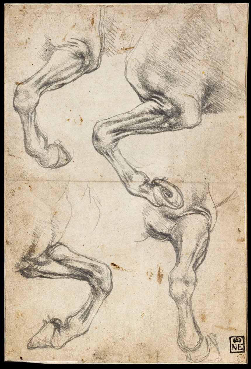 Studi di gambe di cavalli da Leonardo da Vinci