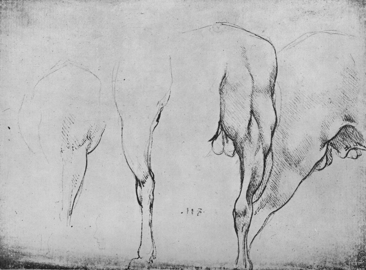 Studi delle gambe dei cavalli, c1480 1945 da Leonardo da Vinci