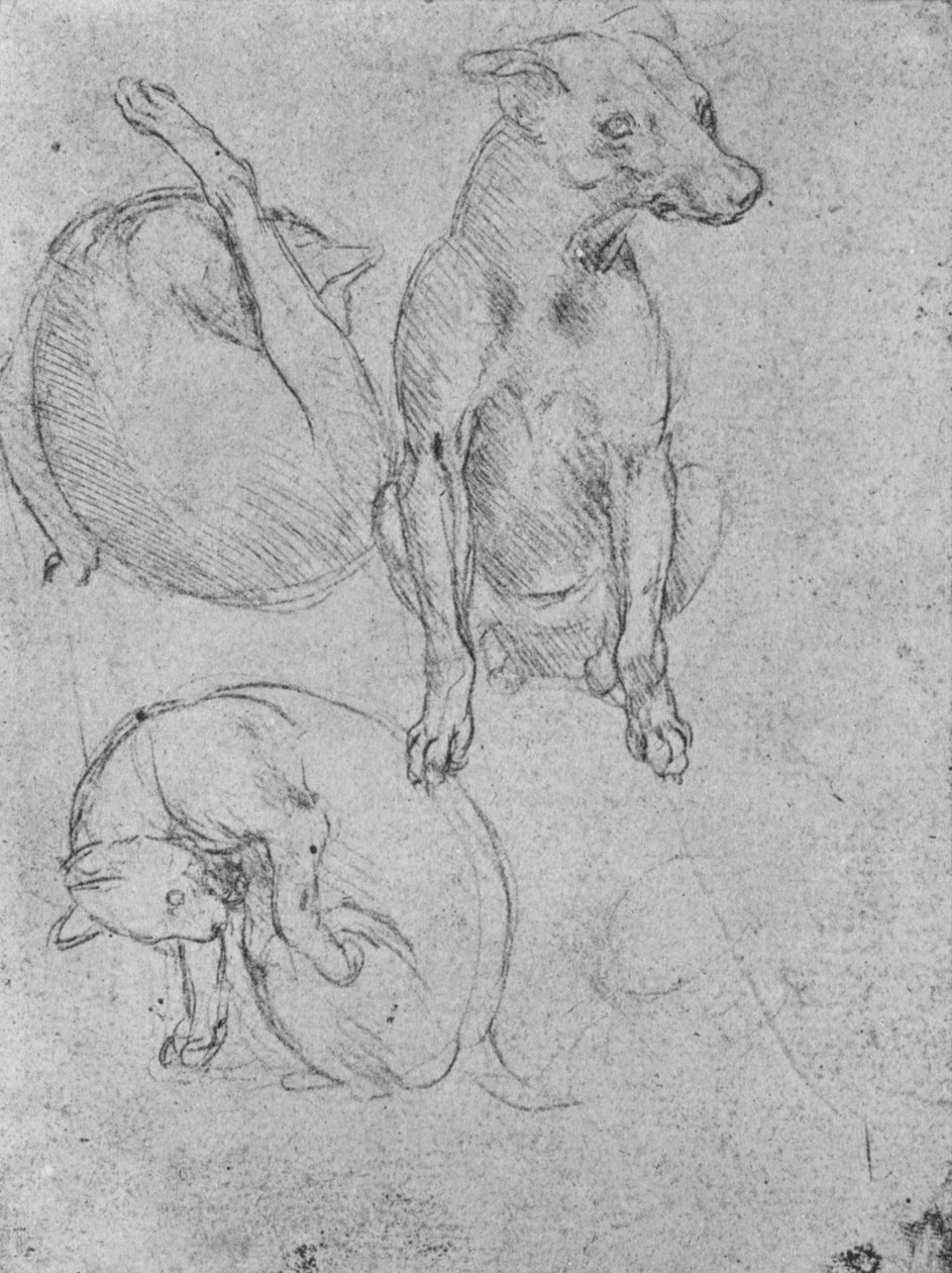 Studi di un cane e di un gatto, c1480 1945 da Leonardo da Vinci