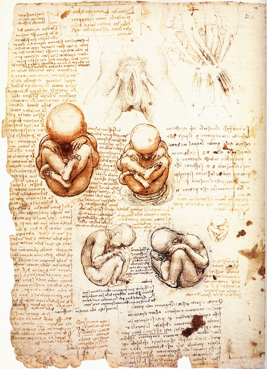 Studi sul feto immaginato dall