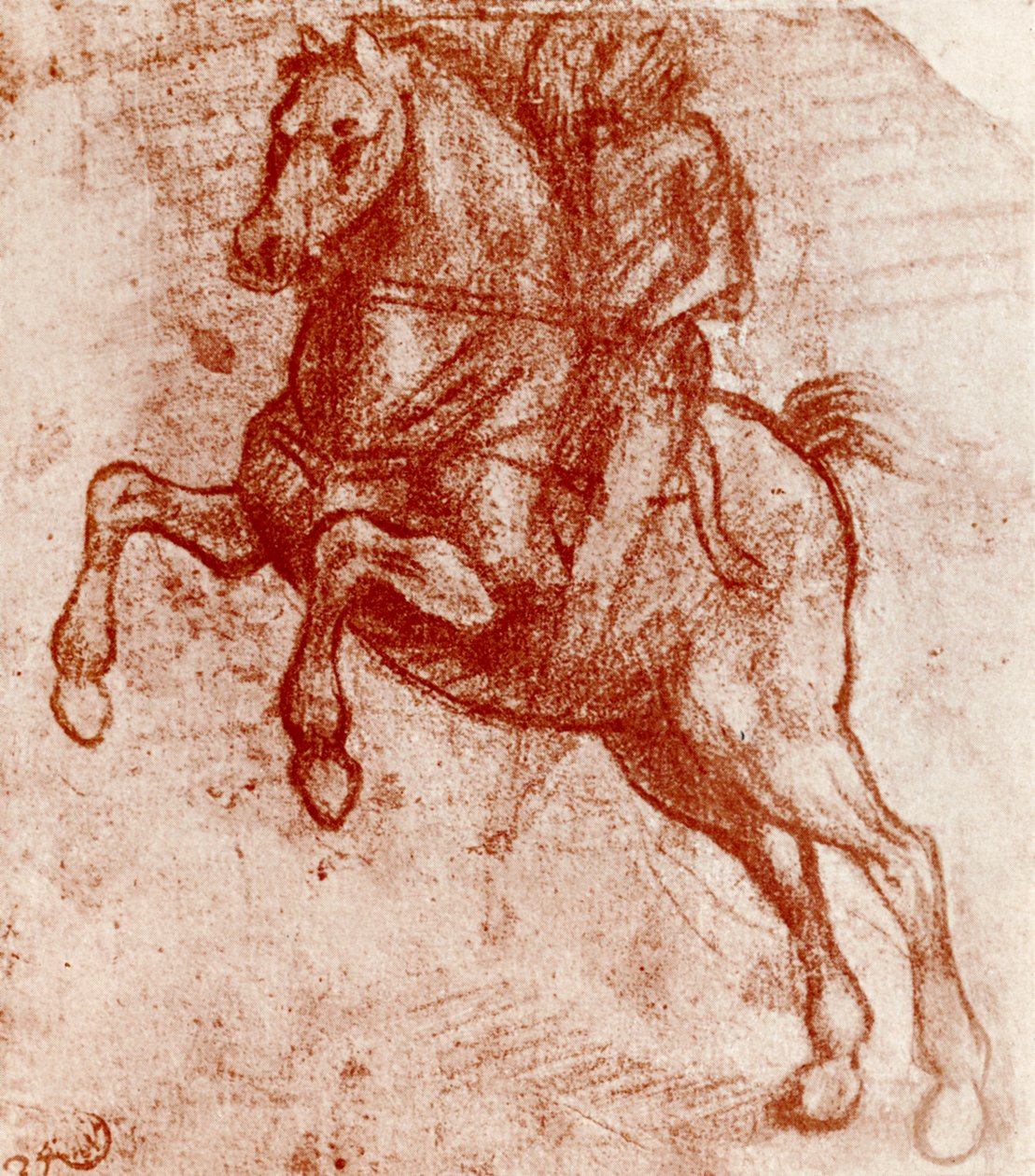 Studio di un cavaliere, di Leonardo Da Vinci da Leonardo da Vinci