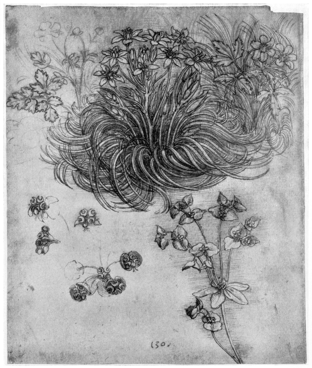 Studio di una pianta di Stella di Betlemme da Leonardo da Vinci