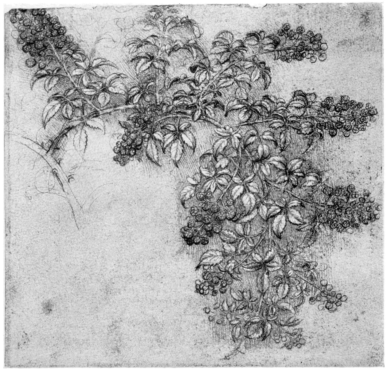 Studio di un ramo di mora, fine XV o inizio XVI secolo da Leonardo da Vinci