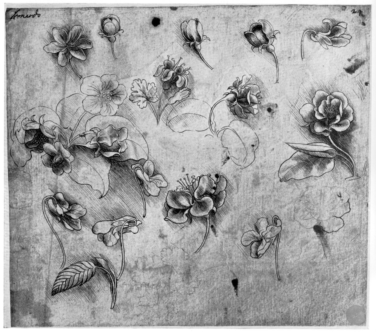 Studio di fiori, c1481-1483 da Leonardo da Vinci