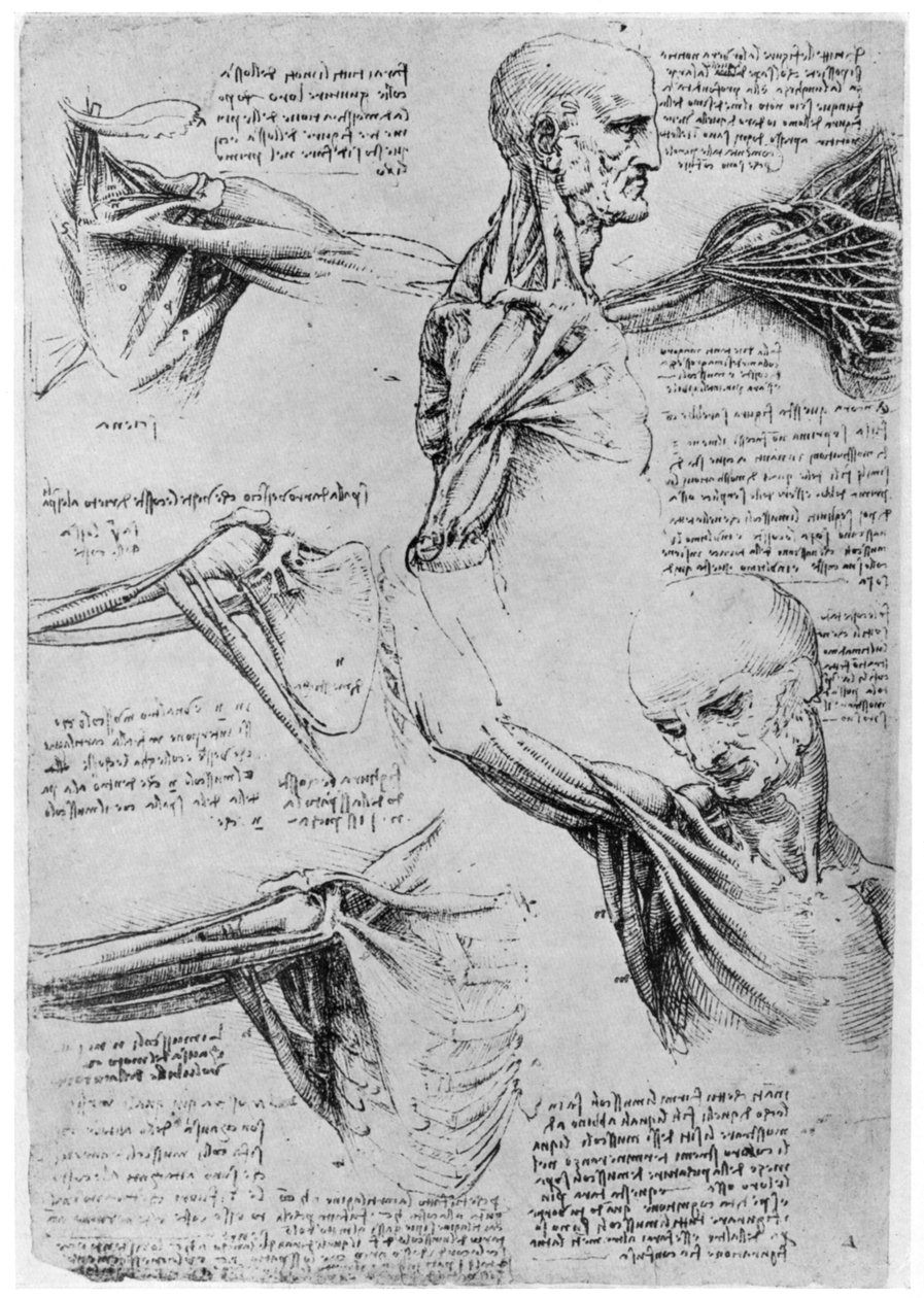 Studio delle articolazioni della spalla da Leonardo da Vinci