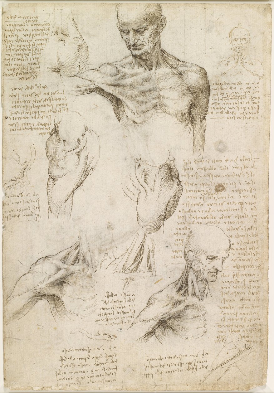Anatomia superficiale della spalla e del collo (recto) da Leonardo da Vinci