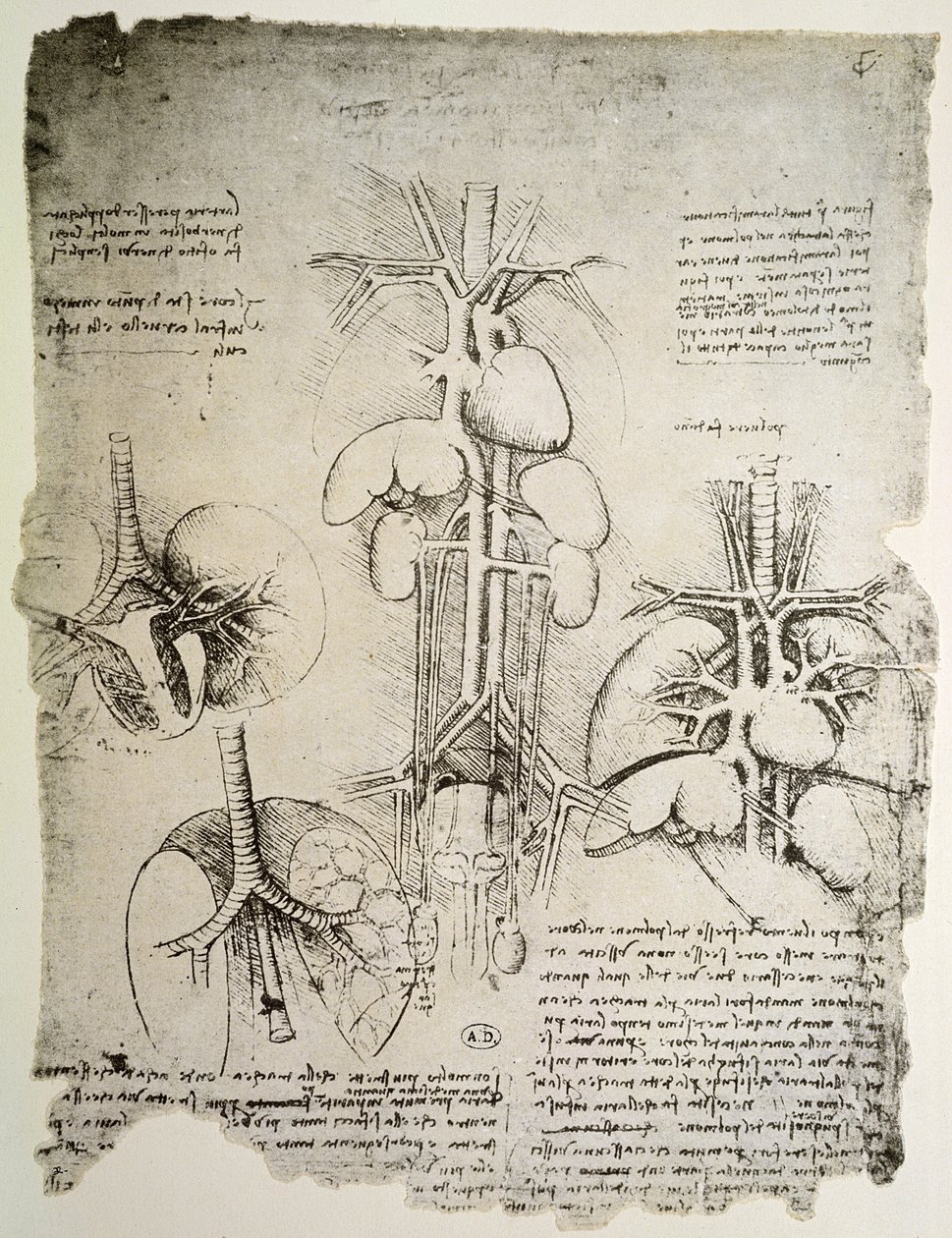 Il cuore e la circolazione, facsimile del libro di Windsor da Leonardo da Vinci