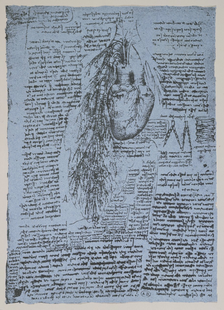 Il cuore e le arterie bronchiali, facsimile del libro di Windsor da Leonardo da Vinci