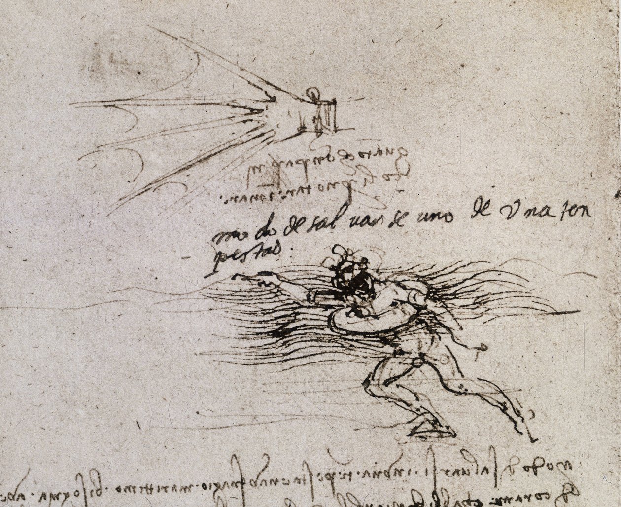 La palma e la boa, Codice Atlantico da Leonardo da Vinci
