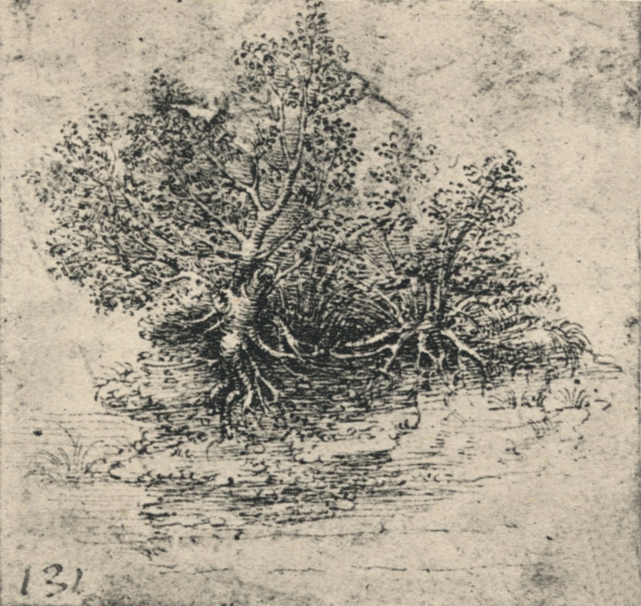 Due alberi sulla riva di un ruscello da Leonardo da Vinci