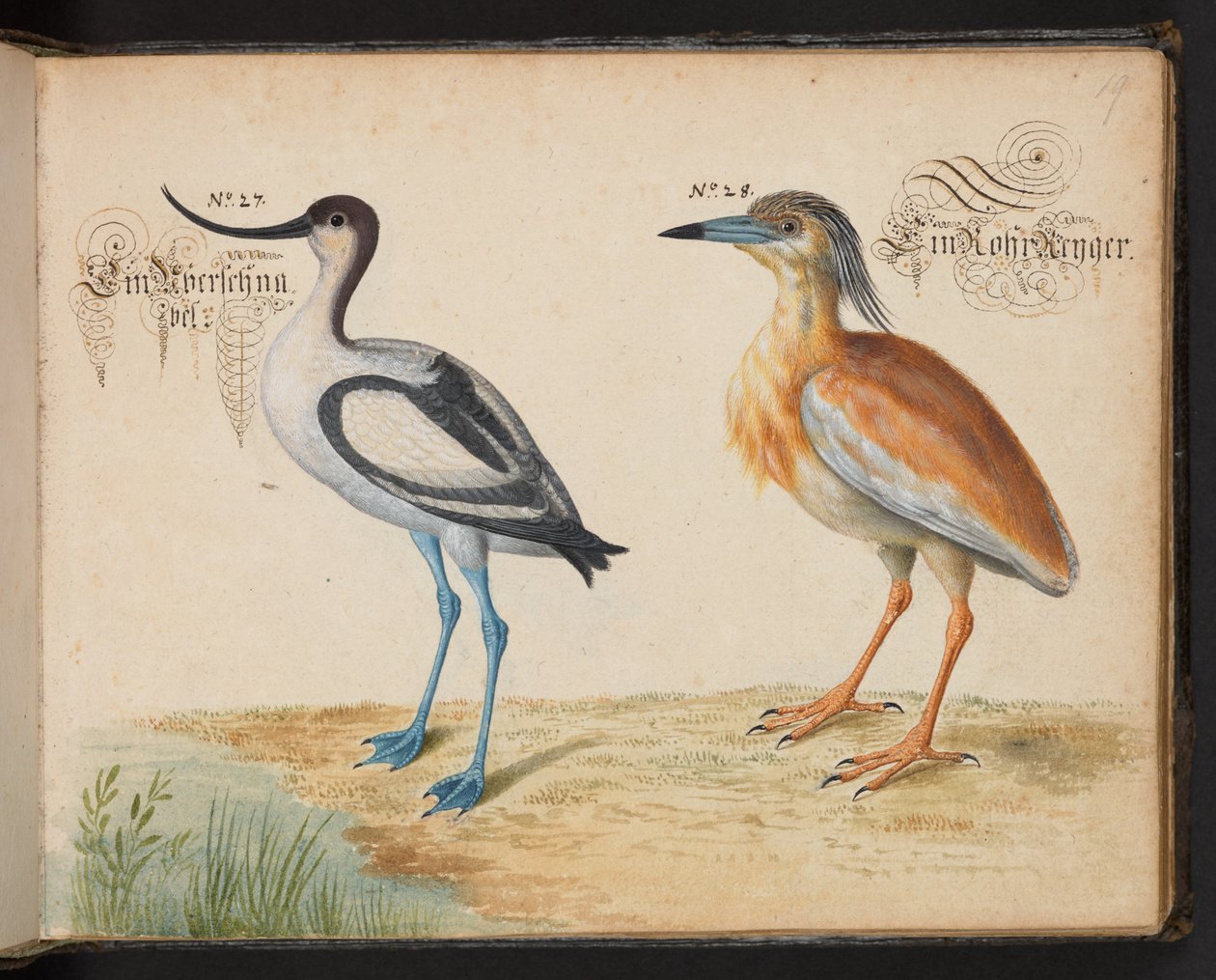 Avocetta e airone guardabuoi da Leonhard Baldner