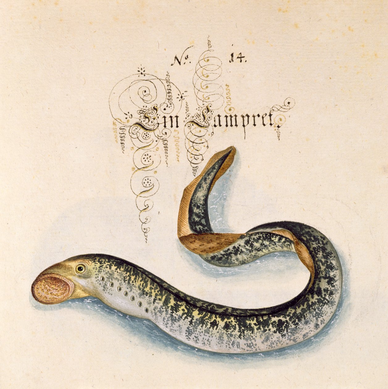 Lampreda di mare da Leonhard Baldner