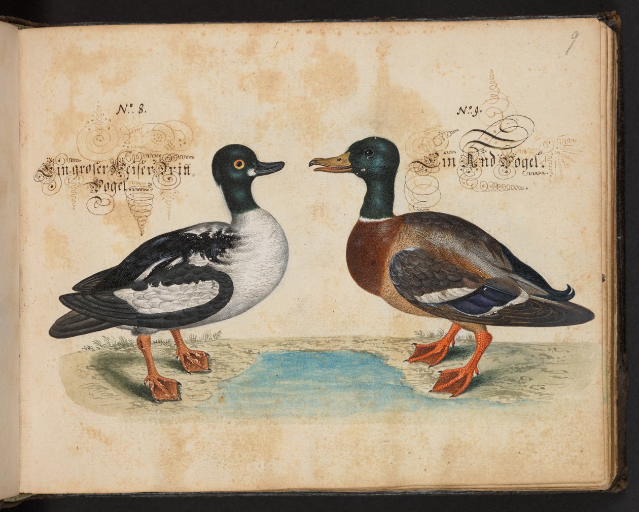 Descrizione e delineazione naturale esatta degli uccelli acquatici, pesci, animali a quattro zampe, insetti e vermi trovati nelle acque di Strasburgo, Leonard Baldner da Leonhard Baldner