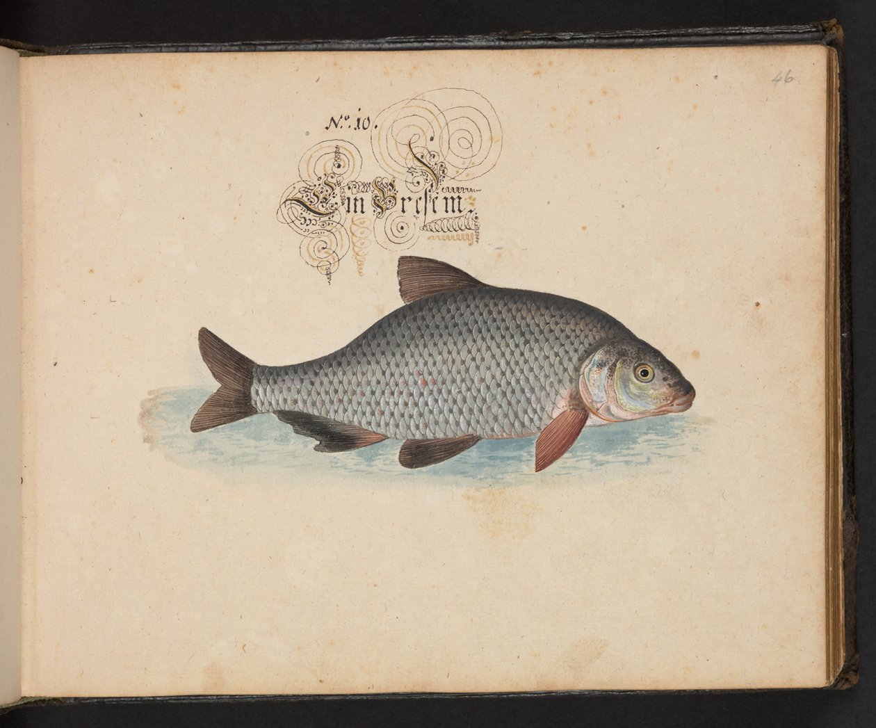 Descrizione e delineazione naturale esatta degli uccelli acquatici, pesci, animali a quattro zampe, insetti e vermi trovati nelle acque di Strasburgo, Leonard Baldner da Leonhard Baldner