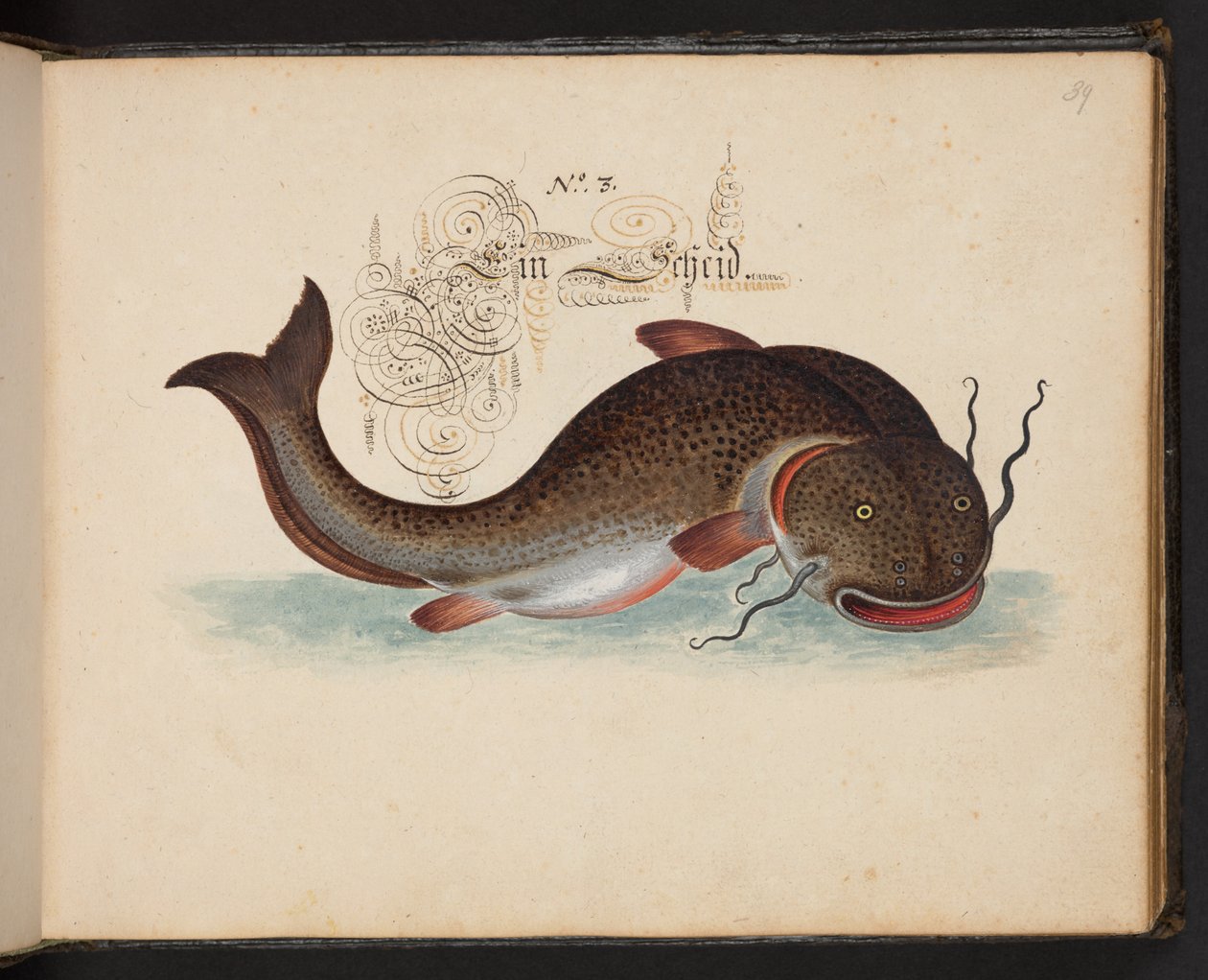 Descrizione e delineazione naturale esatta degli uccelli acquatici, pesci, animali a quattro zampe, insetti e vermi trovati nelle acque di Strasburgo, Leonard Baldner da Leonhard Baldner