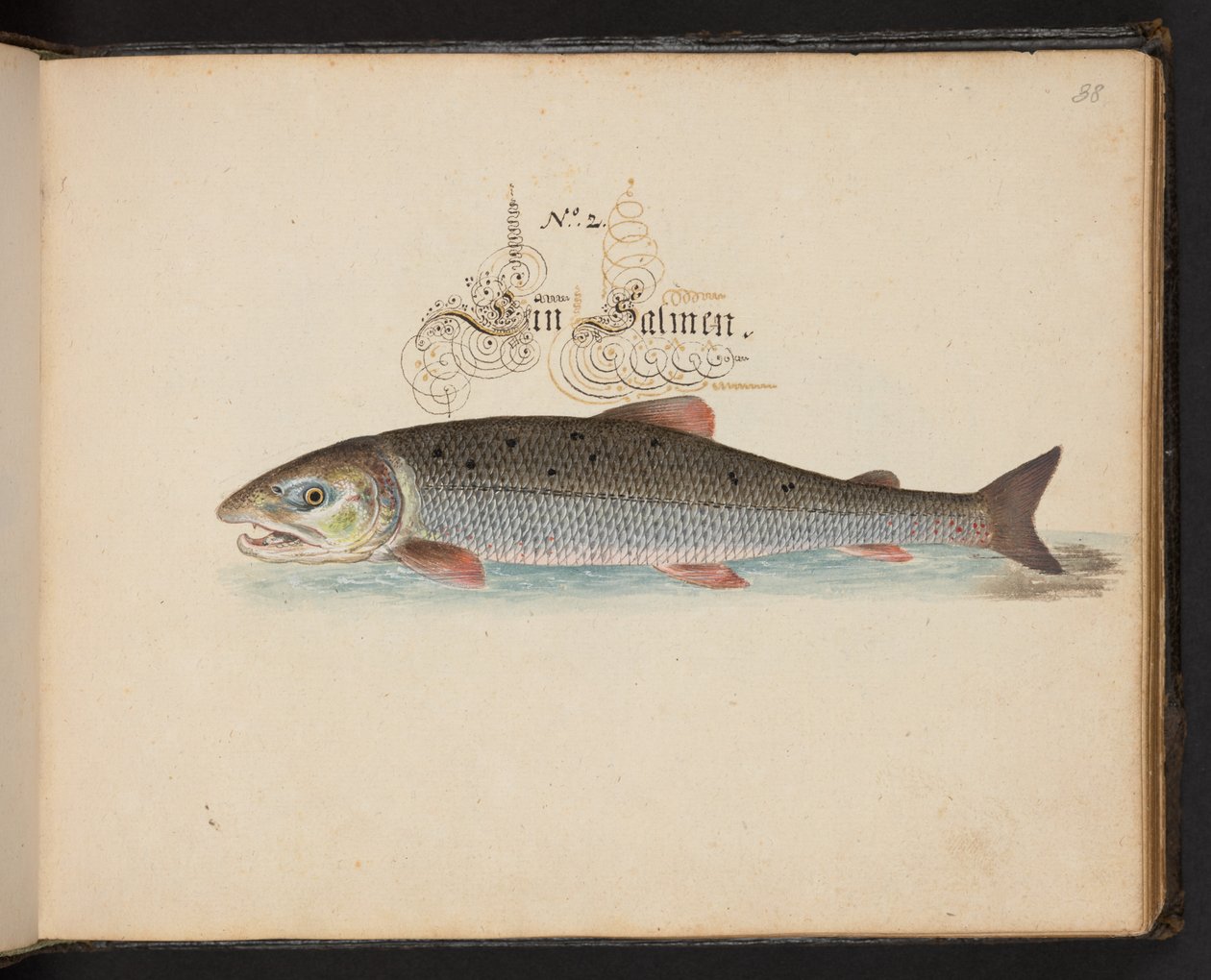 Descrizione e delineazione naturale esatta degli uccelli acquatici, pesci, animali a quattro zampe, insetti e vermi trovati nelle acque di Strasburgo, Leonard Baldner da Leonhard Baldner