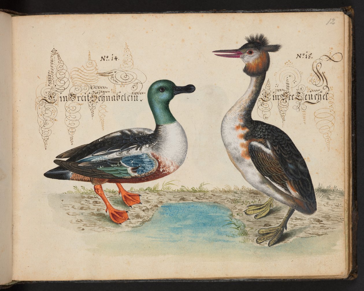 Descrizione naturale esatta e delineazione degli uccelli acquatici, pesci, animali a quattro zampe, insetti e vermi, che si trovano nelle acque di Strasburgo, che io stesso ho sparato e maneggiato. Leonard Baldner, pescatore e cittadino di Strasburgo da Leonhard Baldner