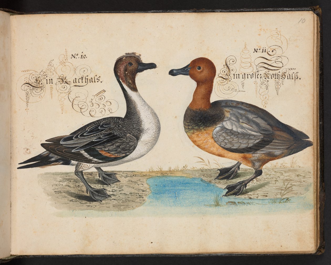 Descrizione naturale esatta e delineazione degli uccelli acquatici, pesci, animali a quattro zampe, insetti e vermi, che si trovano nelle acque di Strasburgo, che io stesso ho sparato e maneggiato. Leonard Baldner, pescatore e cittadino di Strasburgo da Leonhard Baldner