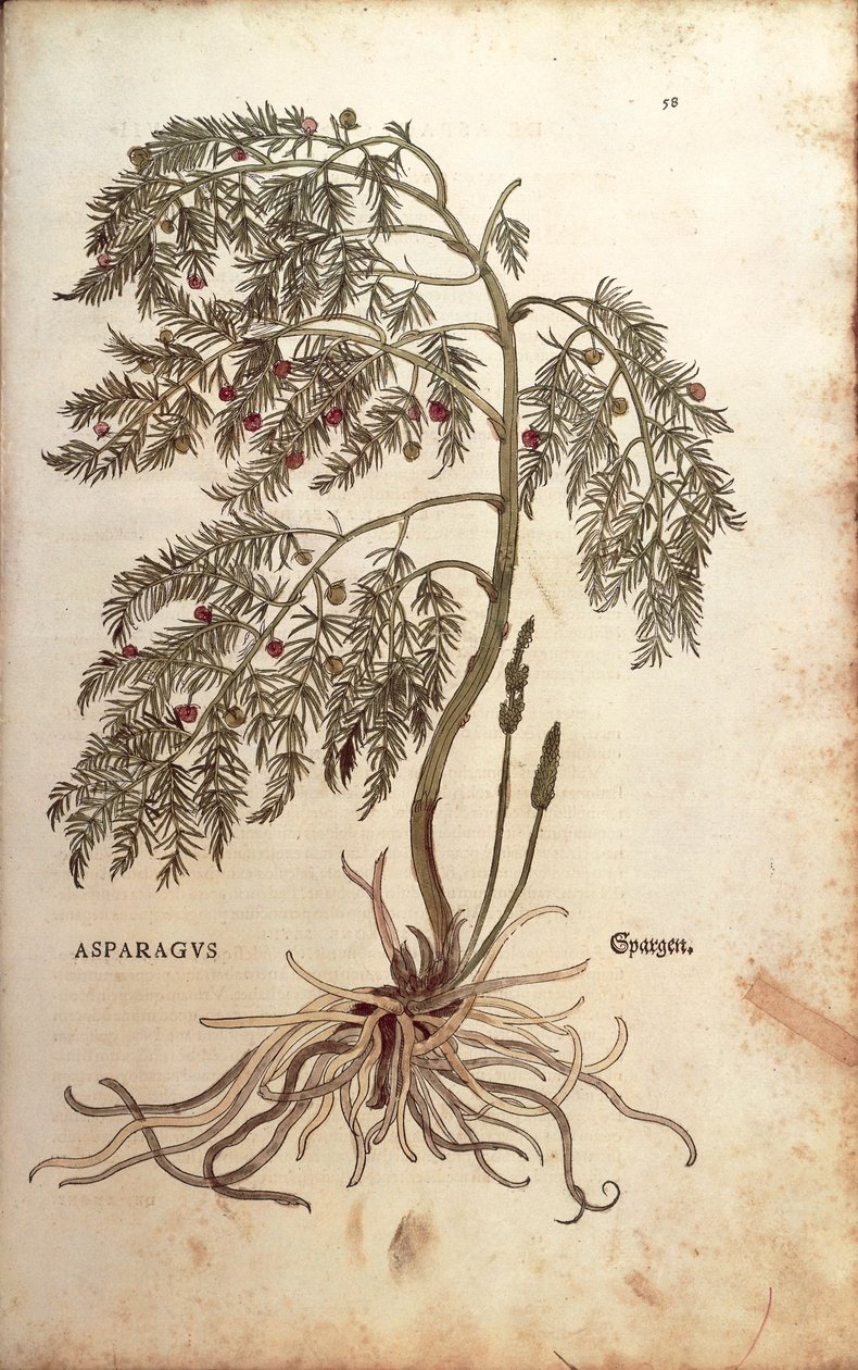 Asparago (Asparagus officinalis) di Leonhart Fuchs da De historia stirpium commentarii insignes (Notable Commentaries on the History of Plants), incisione colorata da Leonhard Fuchs