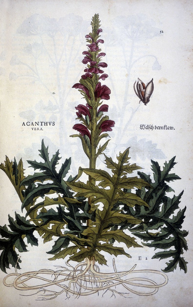 Tavola botanica: Acanthus o Acanthus - in "De Historia Stirpium commentarii insignias" di Leonhart Fuchs da Leonhard Fuchs