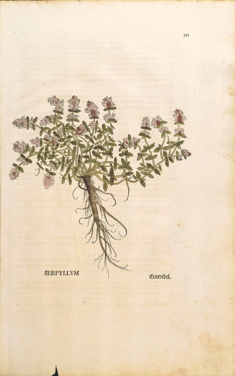 Timo selvatico (Thymus serpyllum), incisione colorata di Leonhart Fuchs da Leonhard Fuchs