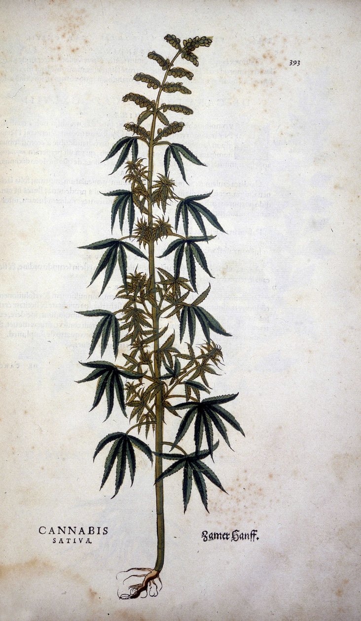Cannabis Sativa (Canapa coltivata) - in "De Historia Stirpium commentarii insignia" di Leonhart Fuchs da Leonhard Fuchs
