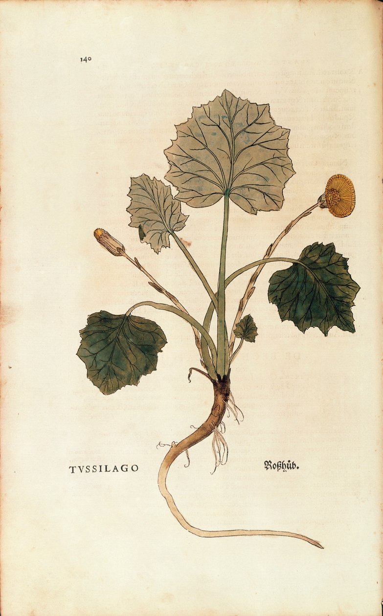 Farfaraccio (Tussilago farfara) da De historia stirpium commentarii insignes, incisione colorata da Leonhard Fuchs