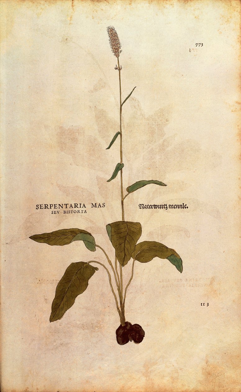Bistorta comune - Persicaria bistorta o Bistorta polygonum (Serpentaria mas seu bistorta) da De historia stirpium commentarii insignes, incisione colorata da Leonhard Fuchs
