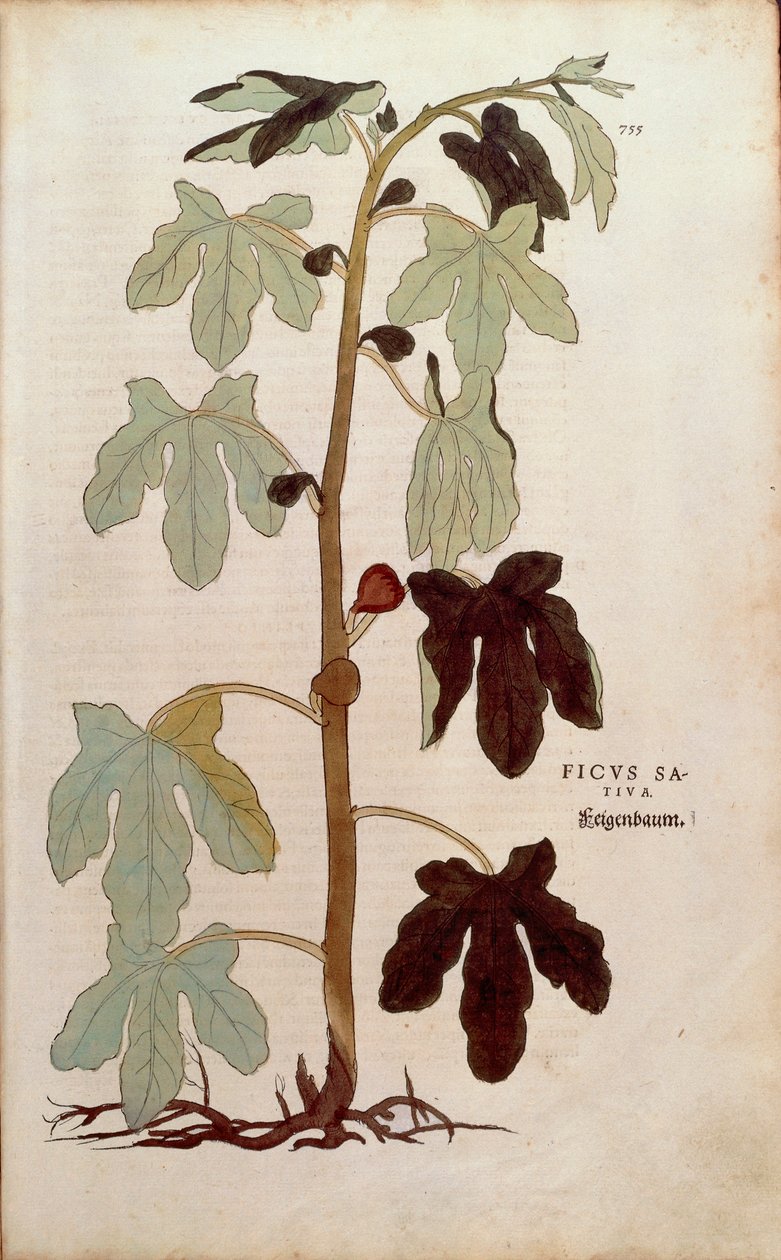 Fico comune (Ficus carica) da De historia stirpium commentarii insignes da Leonhard Fuchs