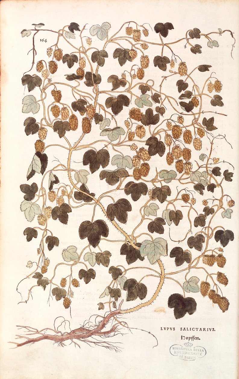 Luppolo comune (Humulus lupulus) di Leonhart Fuchs da De historia stirpium commentarii insignes da Leonhard Fuchs
