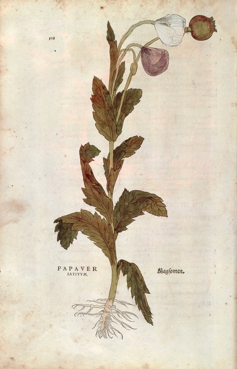 Papavero da campo da Leonhard Fuchs