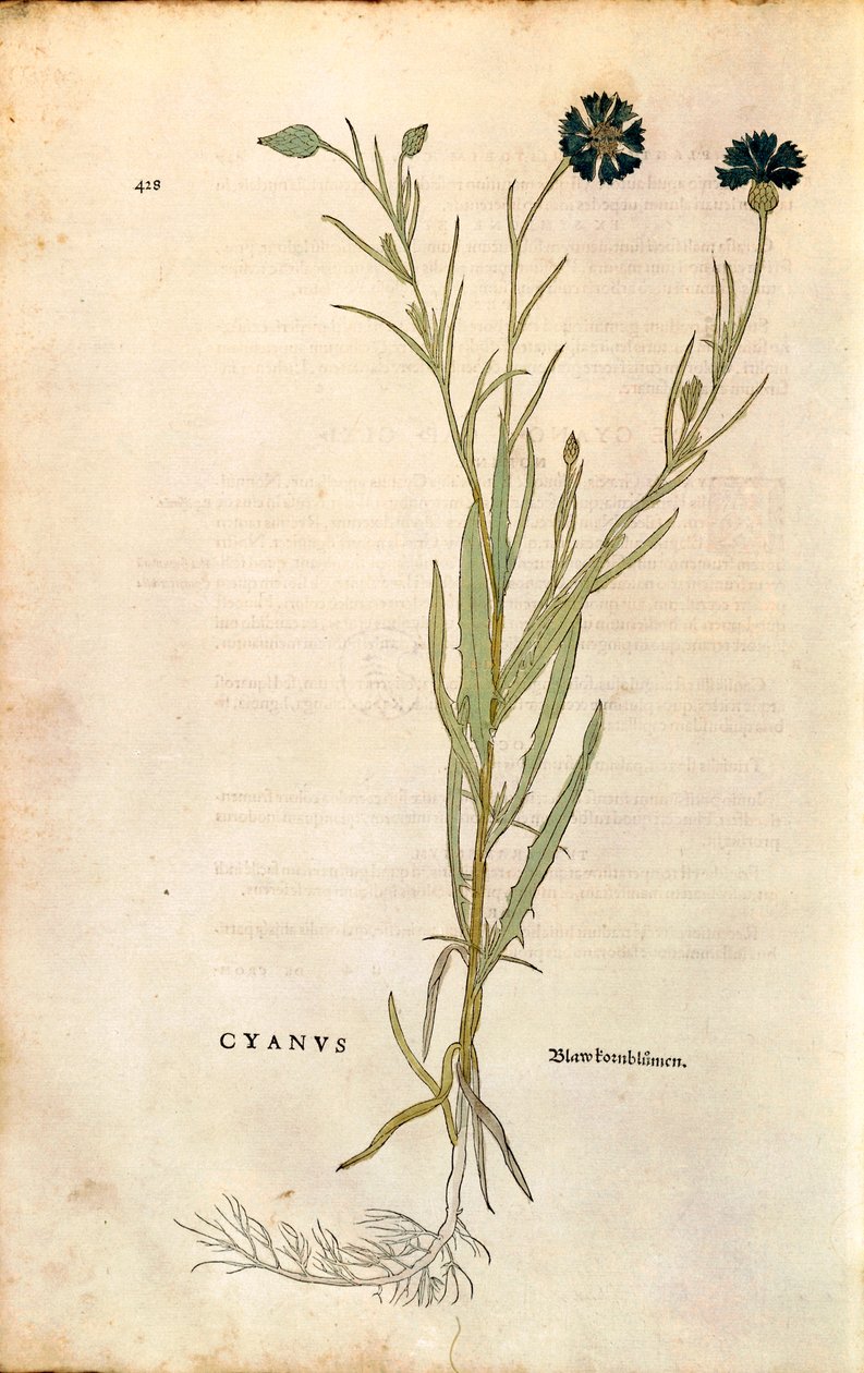 Fiordaliso (Centaurea cyanus) di Leonhart Fuchs da "De historia stirpium commentarii insignes", incisione colorata da Leonhard Fuchs