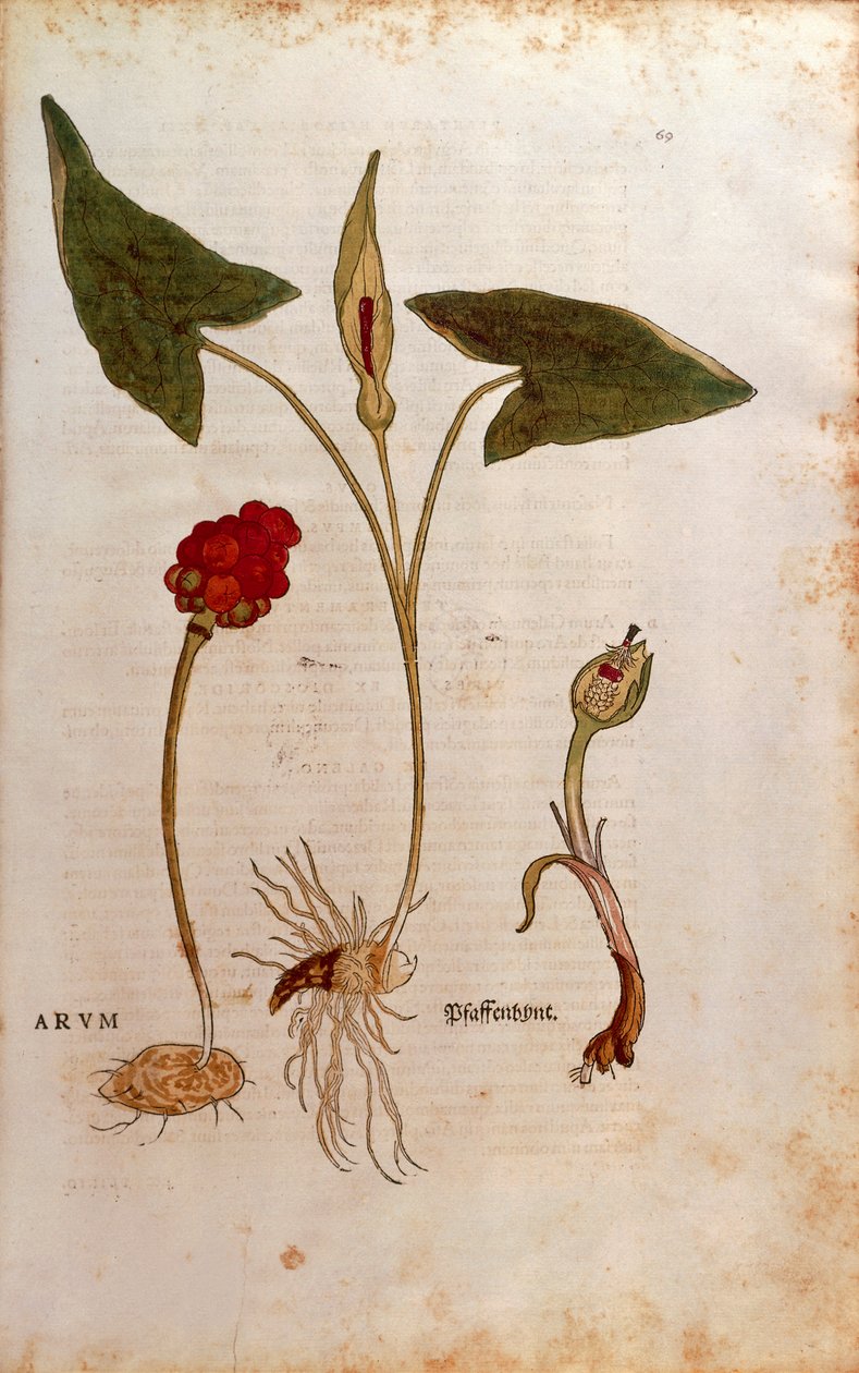Gigaro italiano - Arum italicum (Arum) di Leonhart Fuchs da De historia stirpium commentarii insignes, incisione colorata da Leonhard Fuchs